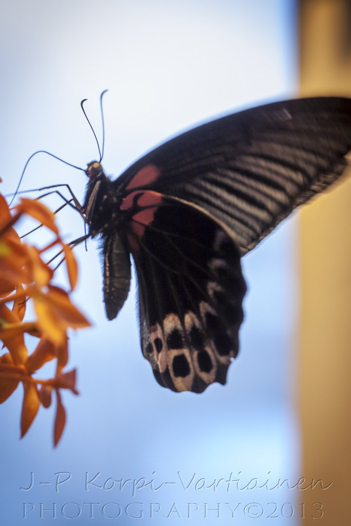 EPS_1311_BOTANIAN58 The botanical garden called Botania i… Flickr