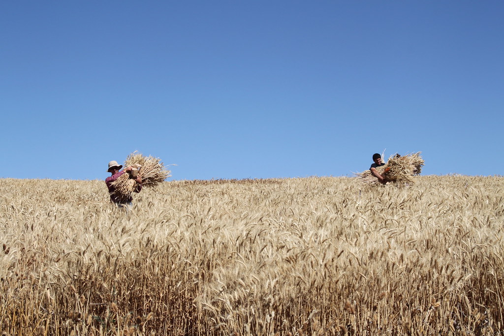 Spillman Harvest 2012 CAHNRS WSU CAHNRS WSU Flickr
