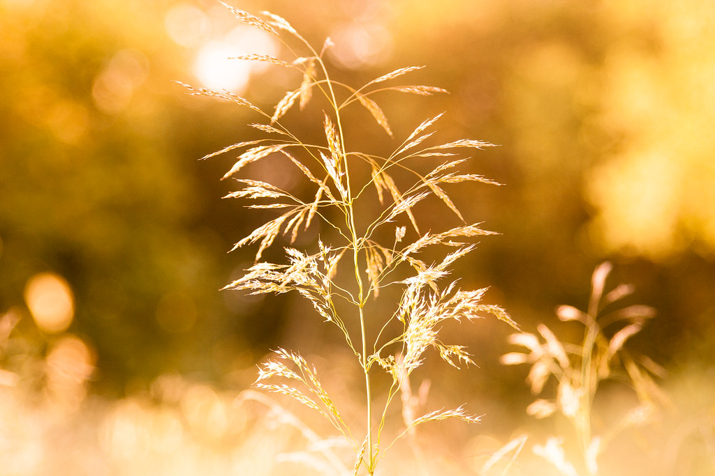 Elevation of Alameda St, Altadena, CA, USA Topographic Map Altitude Map