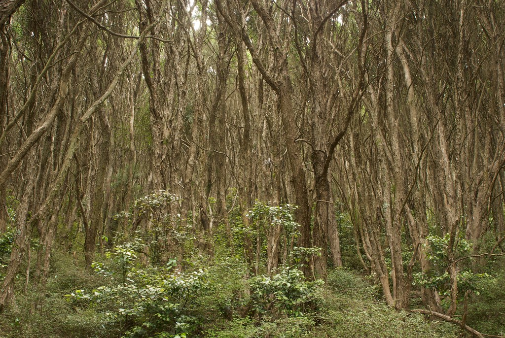 regenerating kanuka Omahu Bush Port Hills Banks Peninsula … Flickr