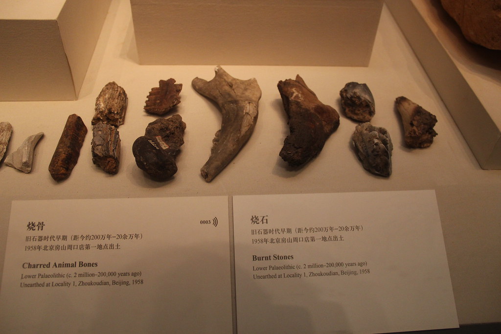 Paleolithic charred animal bones Zhoukoudian, 1958. Nation… Flickr