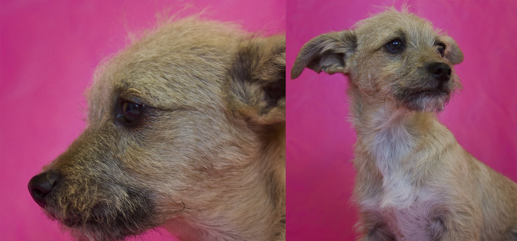 Border Terrier Chihuahua Mix Puppy Cenfesse