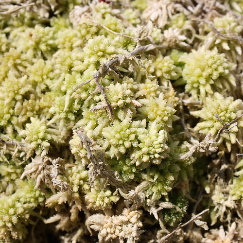 Moss in the alpine garden Botanischer Garten der TU Darm… Flickr
