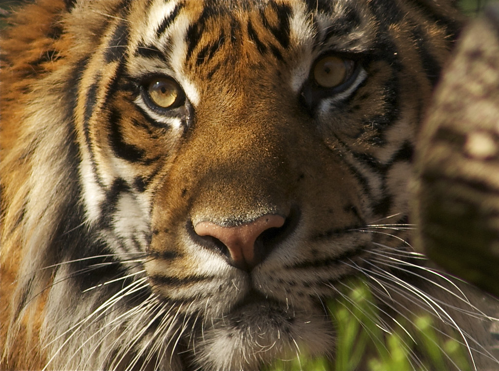 Happy International Tiger Day Tigers all over the world ar… Flickr