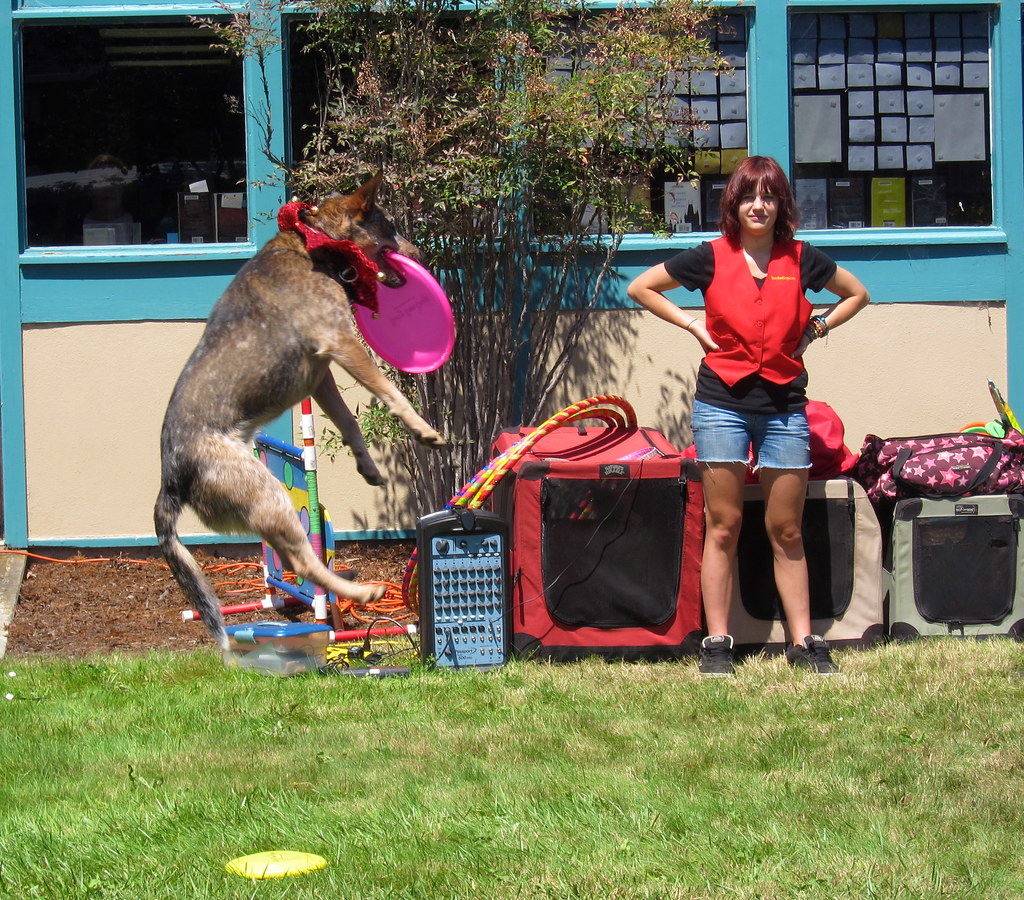 Busy Bee Dogs Half Moon Bay Library summer reading progr… Flickr