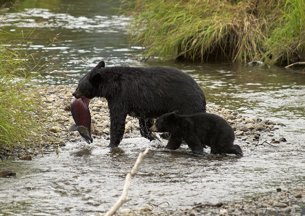Mama Bear brings home the Sockeye at Steep Creek Mendenhal… Flickr