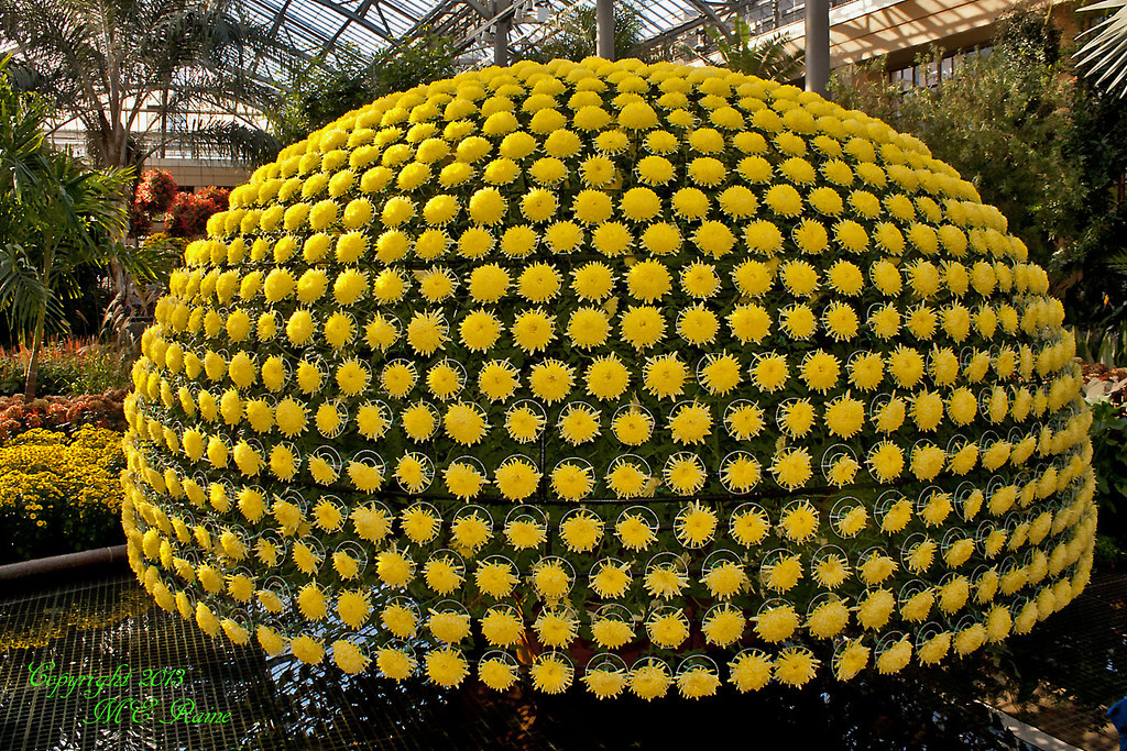 Thousand Bloom Chrysanthemum (Japanese Floral Art, 3 of 5)… Flickr