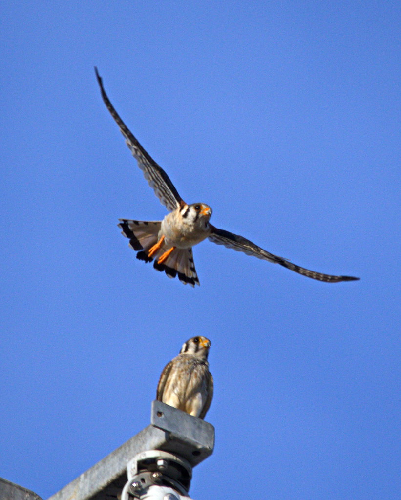 American Kestrel Christina Park, Lakeland, FL Fred Dame Flickr