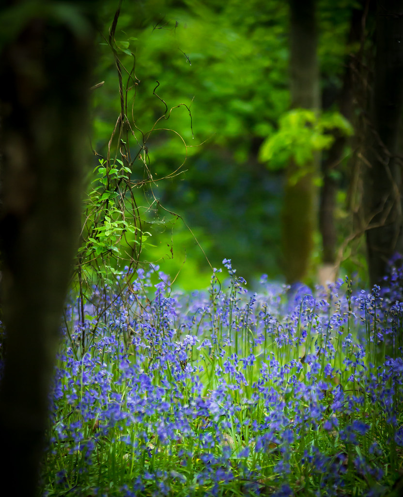 Bluebell Woods Canterbury rumpelstiltskin1 Flickr
