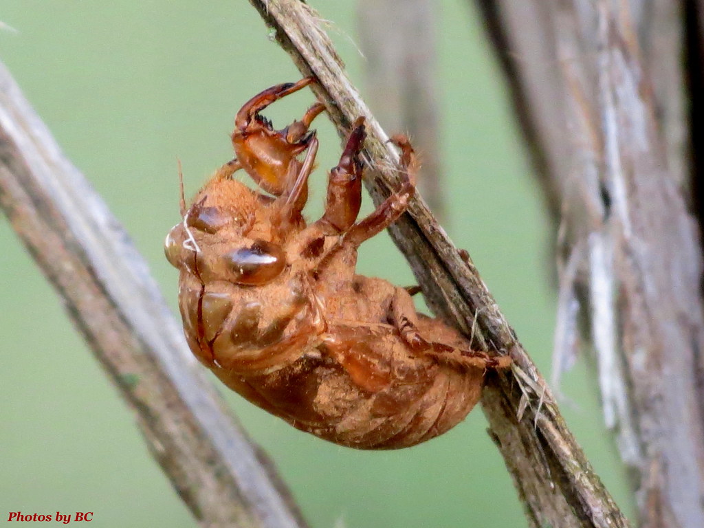 Cicada Shell. Found in the woods. Shells of cicadas are em… Flickr