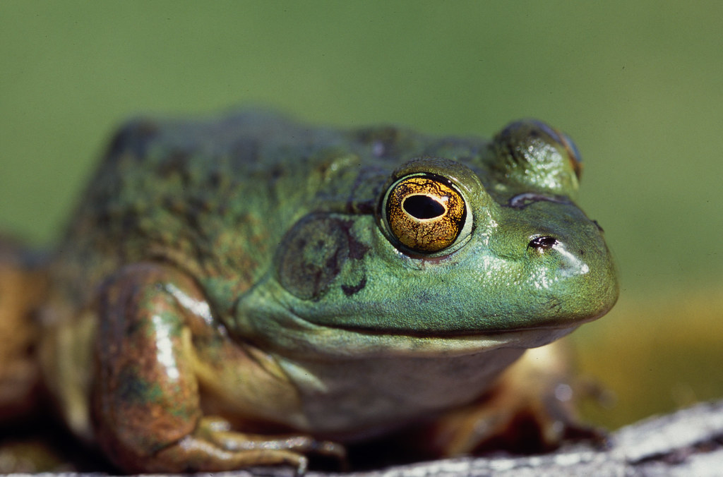 Bullfrog Bullfrogs and amphibians are especially vulnerabl… Flickr