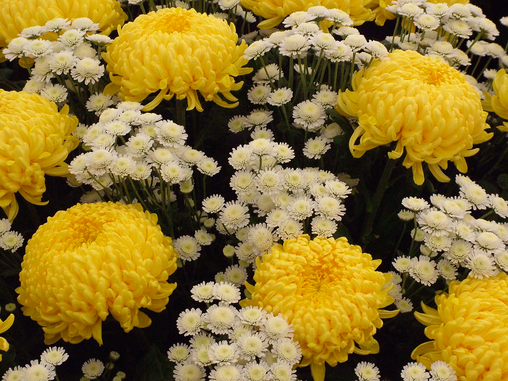 HC Flower Show July 2013 Flickr