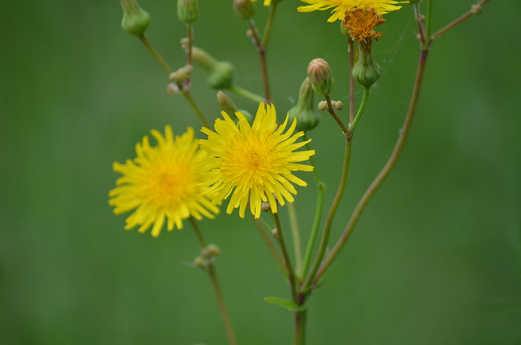 Wild Yellow Flower Phil Flickr