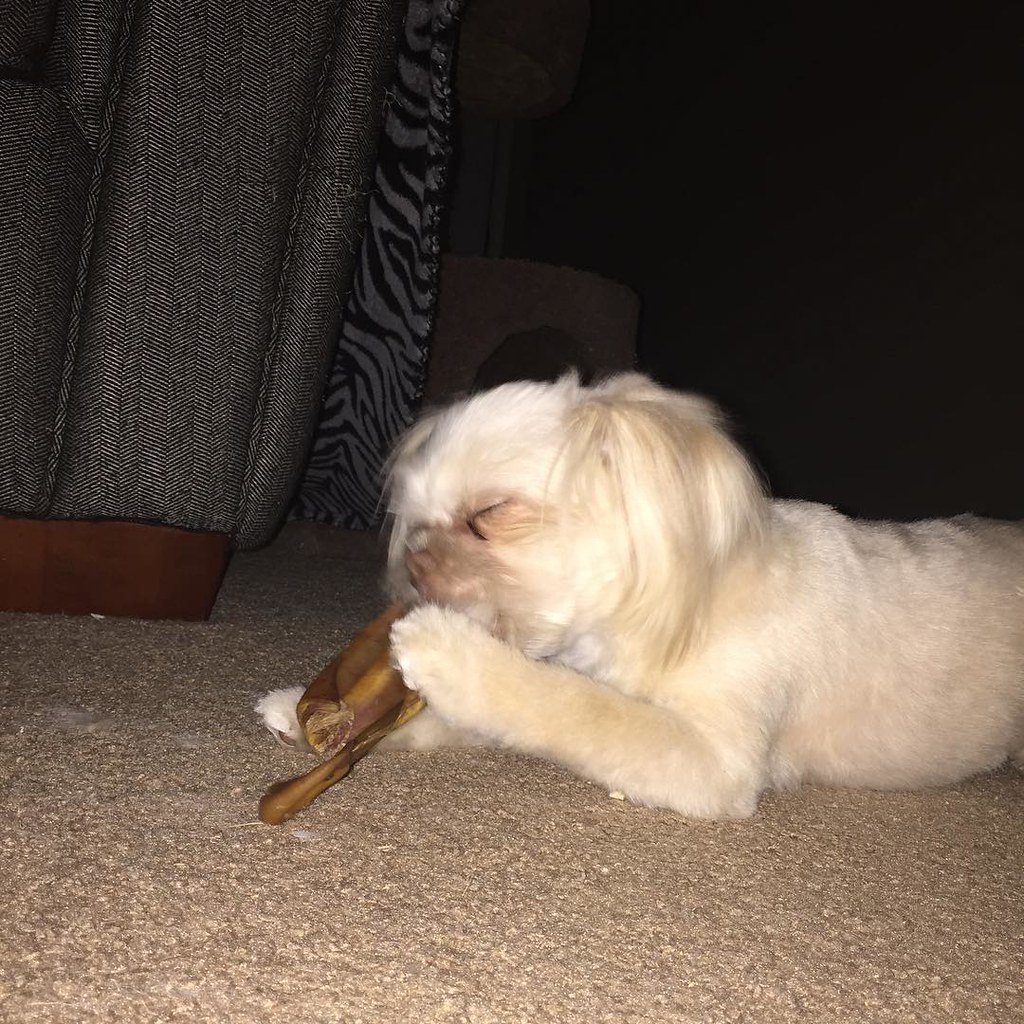 Sakura loves her pig ear from petsmart Shiranian Pomer… Flickr