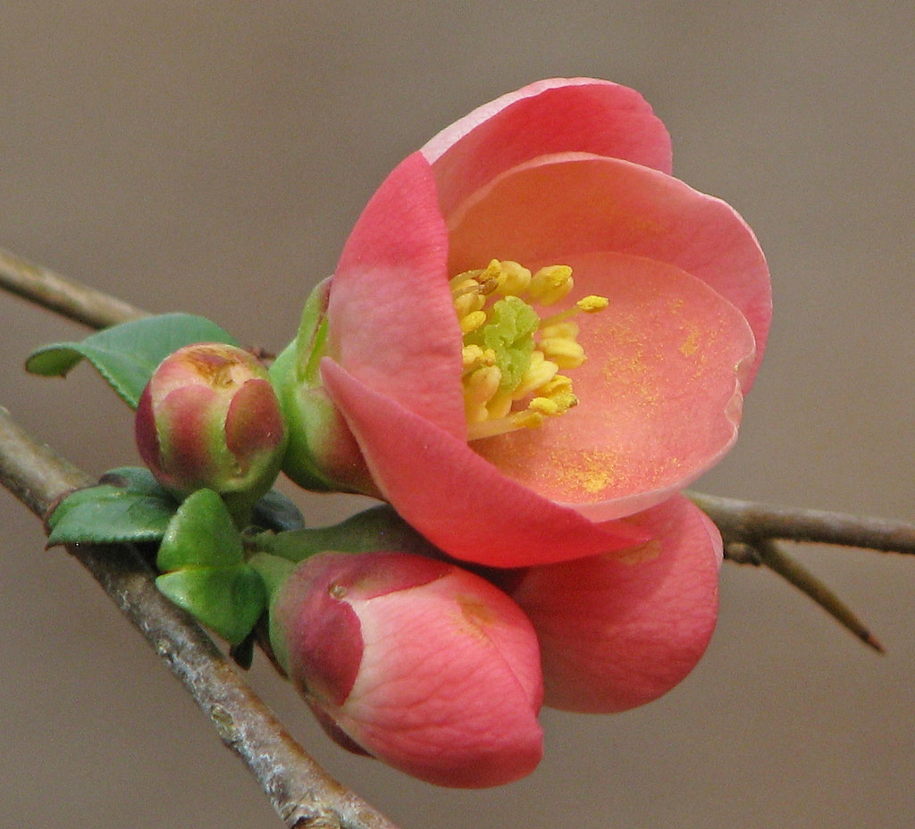 Flowering quince blossom & buds NEW Our flowering quince… Flickr
