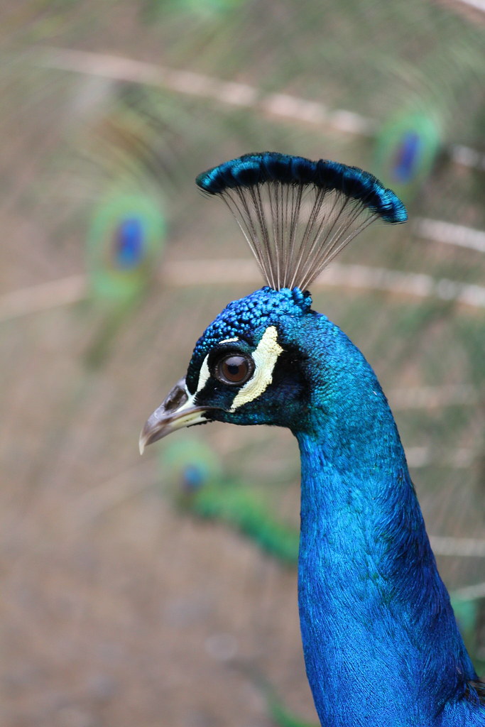 PEACOCK HAWAII MALE PEACOCK Bob Wilson Flickr