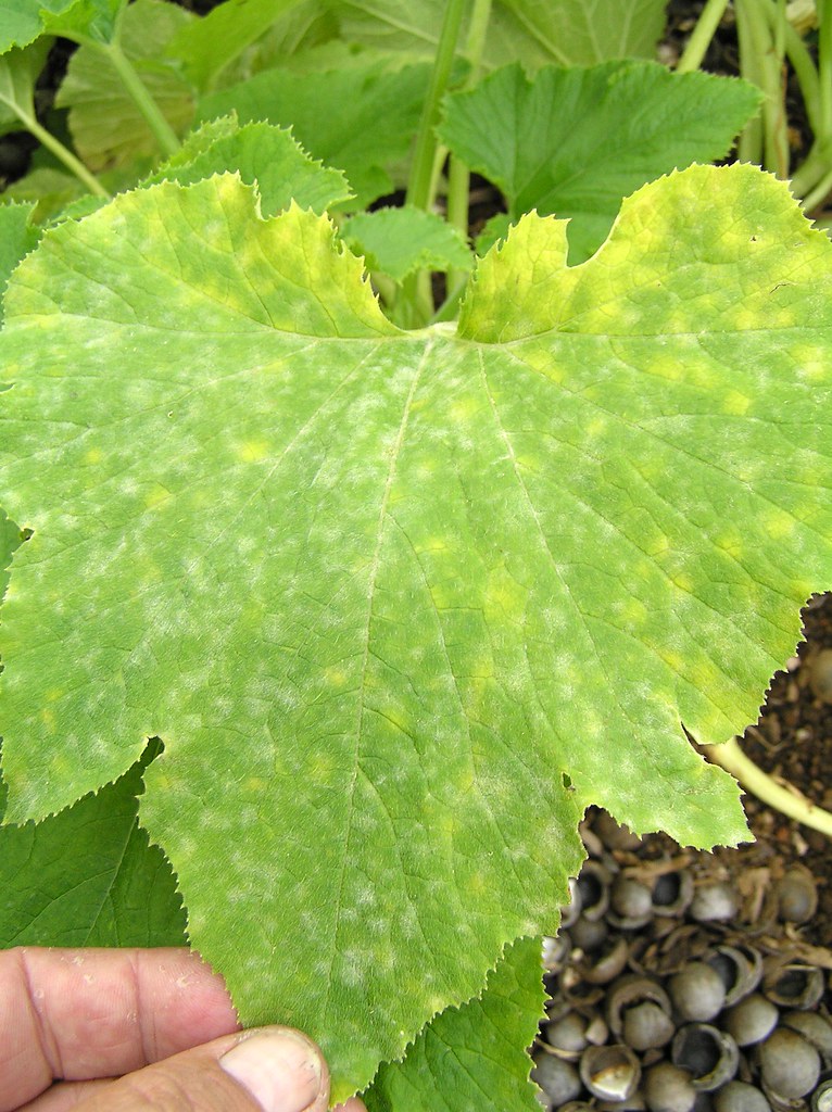 Powdery mildew of zucchini leaves caused by Sphaerotheca fuliginea a