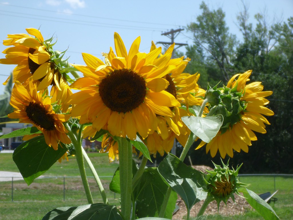 Belleville High Banks Hall Of Fame, Belleville KS