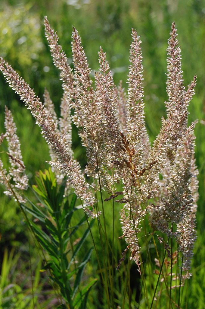 Evening Grass Black Earth Rettenmund Prairie, Dane County,… Flickr