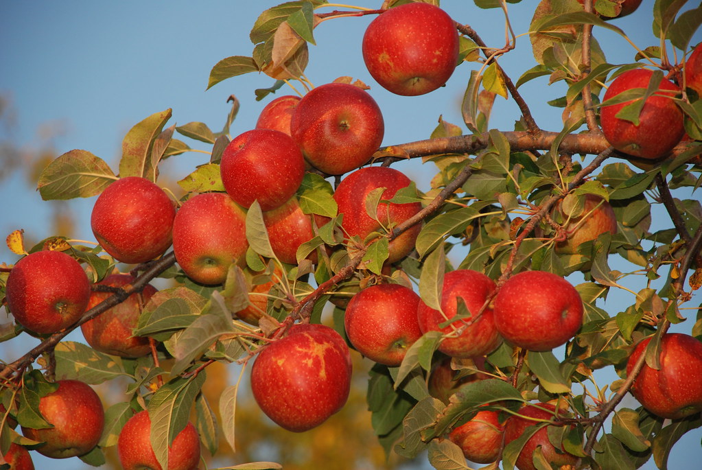 Apple Trees, Minnesota Harvest Apple Orchard 021 Haimanti Weld Flickr