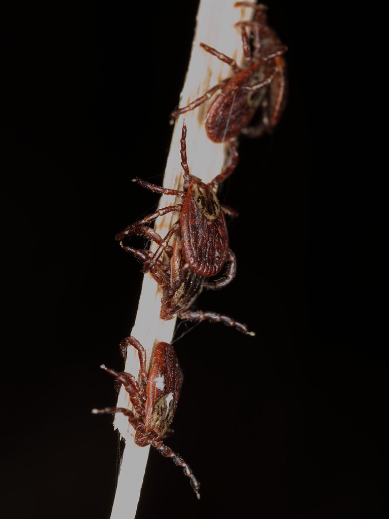 sheep ticks Schafzecken in Brandenburg The sheep tick De… Flickr