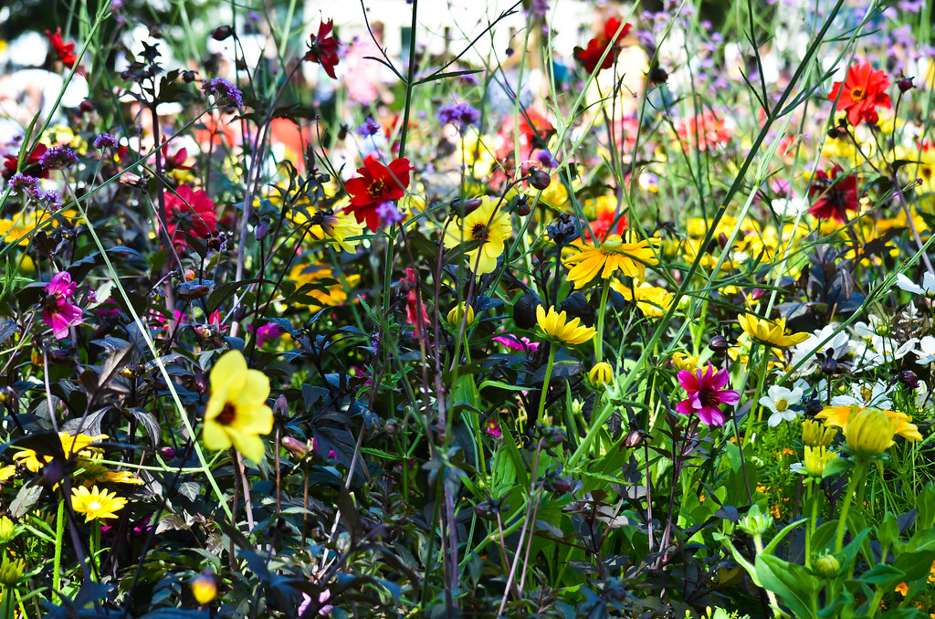 Wild Flowers Brighton, UK John Morrill Flickr