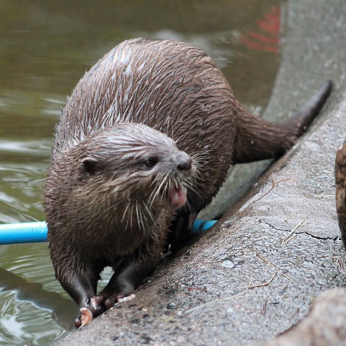 Otter at Dartmoor Otters & Buckfast Butterflies, Buckfastl… Flickr