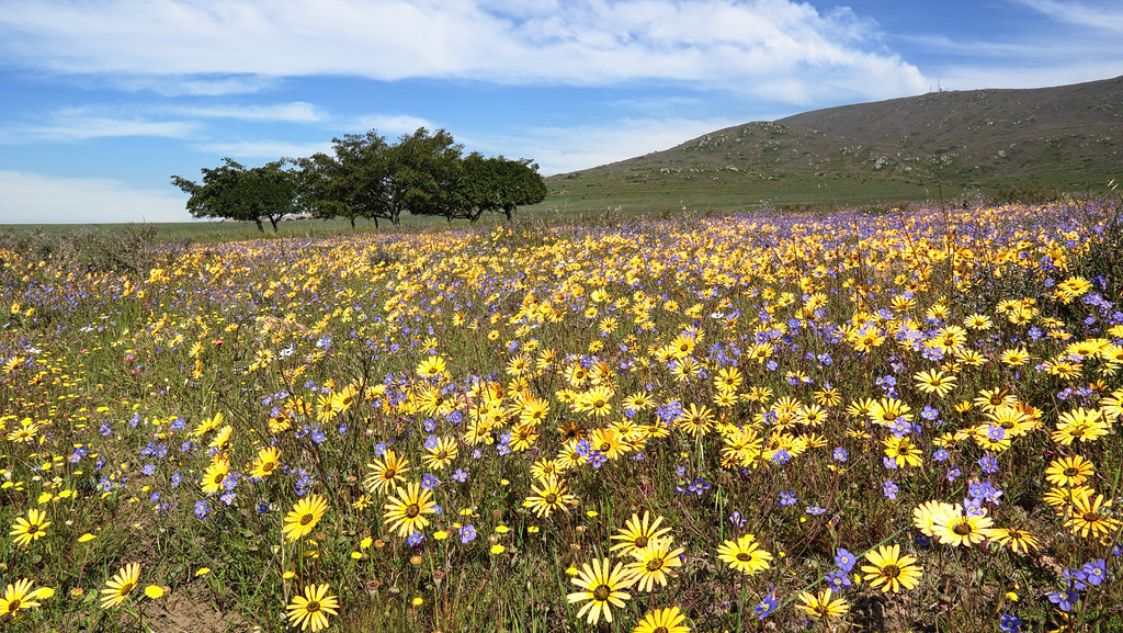 Elevation of Dassenberg Drive, Dassenberg Dr, Malmesbury Farms, Cape