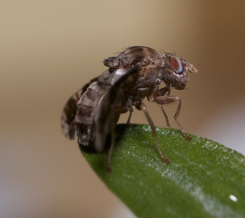Goldenrod Gall Fly (Eurosta solidaginis) Male goldenrod ga… Flickr