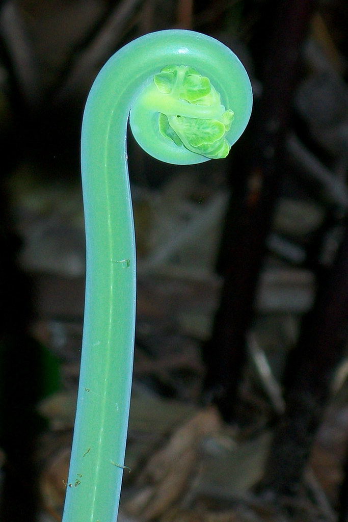 Bat's Wing Fern, (Histiopteris incisa) Bat's Wing Fern, Hi… Flickr