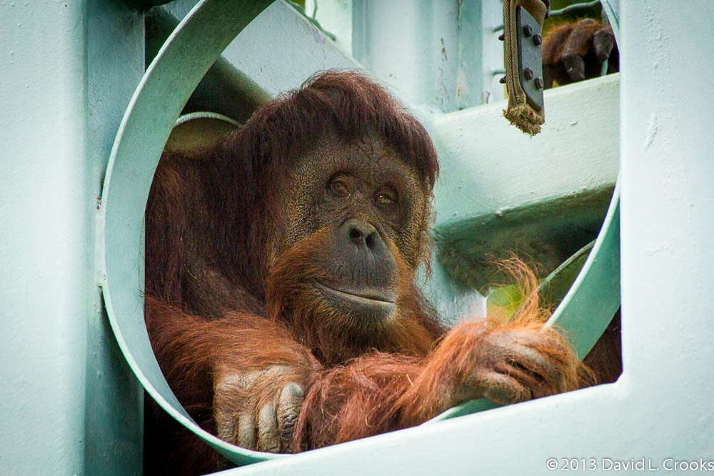 Orangutan cooling out at National Zoo David L Crooks Flickr
