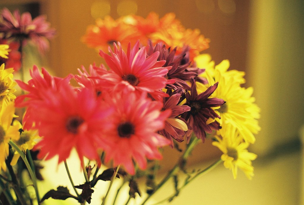 Flowers Taken with a Canon T50. This was the first roll of… Flickr