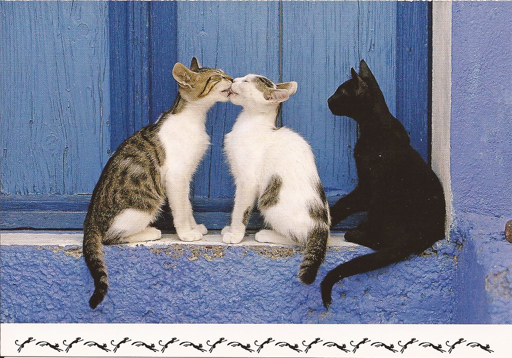 NL2277428 Sent to Portugal cats Tweeling17 Flickr