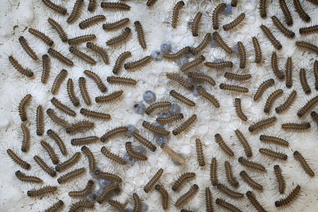 Wall of Larvae 110412 Newly emerged moth larvae on an ou… Flickr