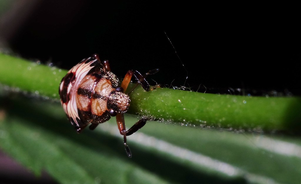 Spined Soldier Bug Nymph. Estacada,Oregon. Mossy Rock Studio
