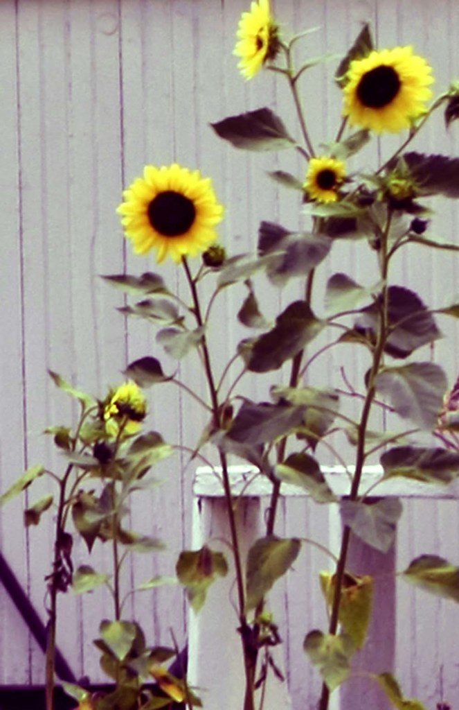 sun_flowers_0693 Paul Sleet Flickr