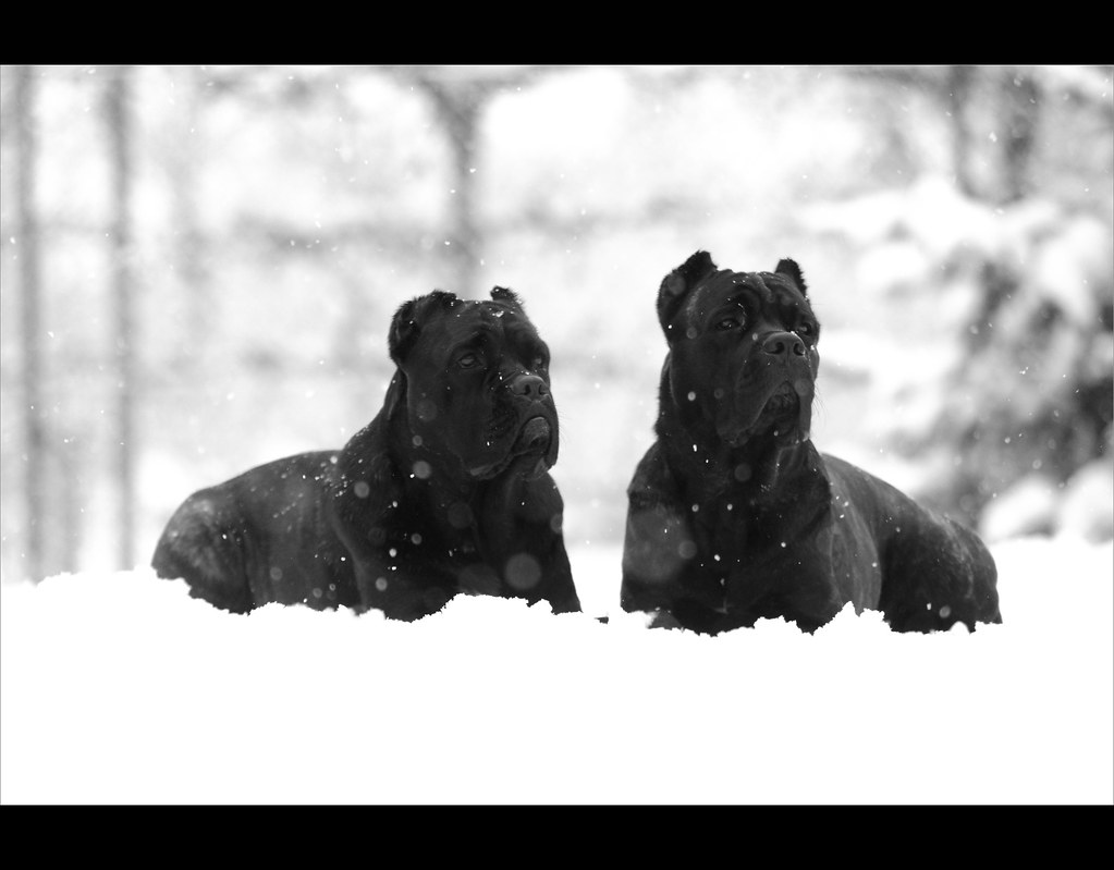 88+ Black Cane Corso Snow l2sanpiero
