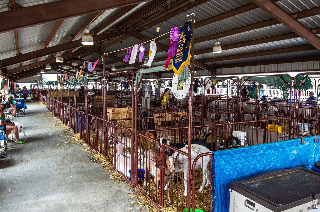 Goat Barn at the Allen County Fair, Lima, Ohio Tom Ramsey Flickr