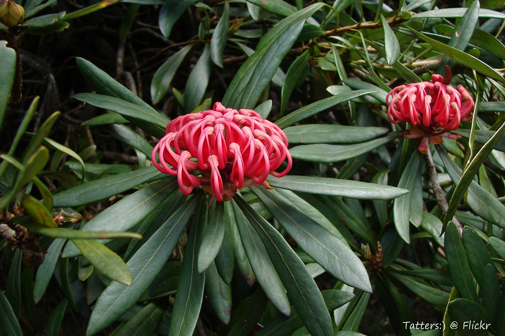 Tasmanian waratah (Telopea truncata of Proteaceae family) Flickr
