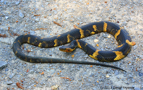 Broadbanded Water Snake (male) Fulton Co. KY This stunnin… Flickr