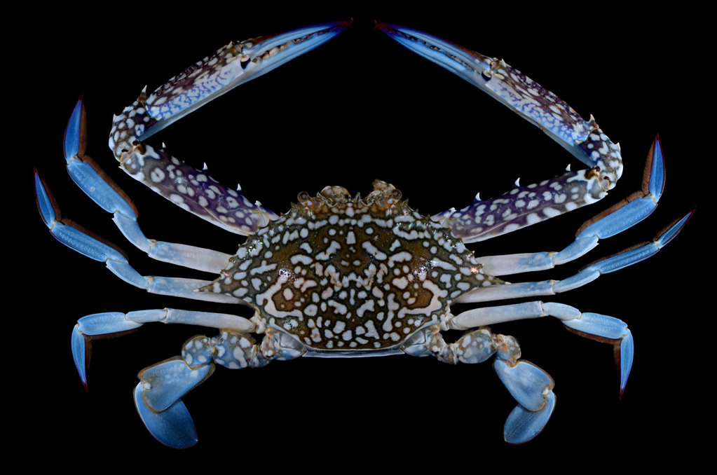 Flower crab (Portunus pelagicus) CMBS, Singapore Art Flickr