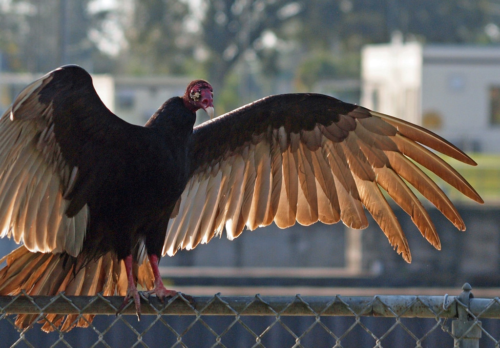 Vulture Drying Wings This turkey vulture had one eye on me… Flickr