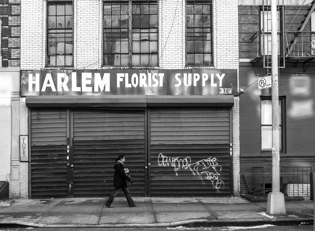 flowers flowers Harlem, New York City My Site About Me … Flickr
