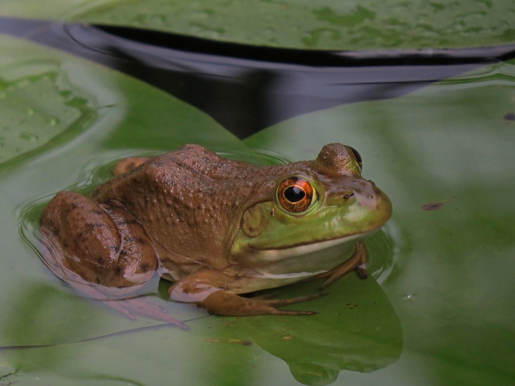 Baby Bullfrog in our Pond We had a light rain yesterday mo… Flickr