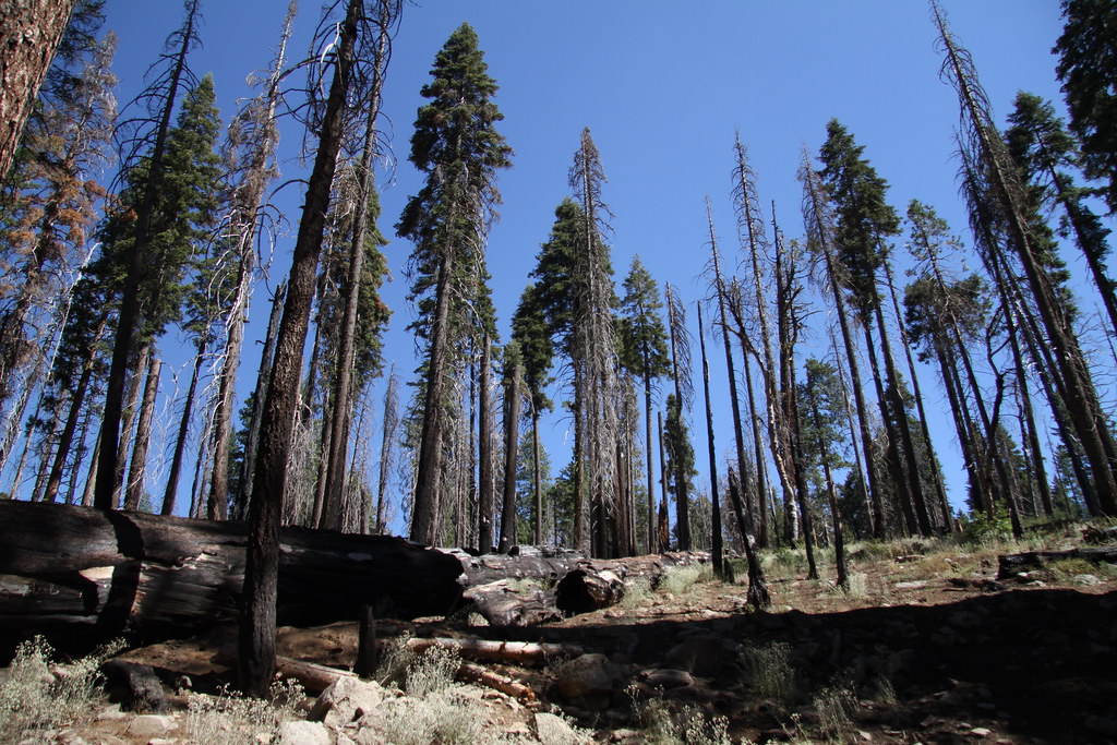 Honeymoon San Francisco Photos from San Francisco, Yosemit… Flickr