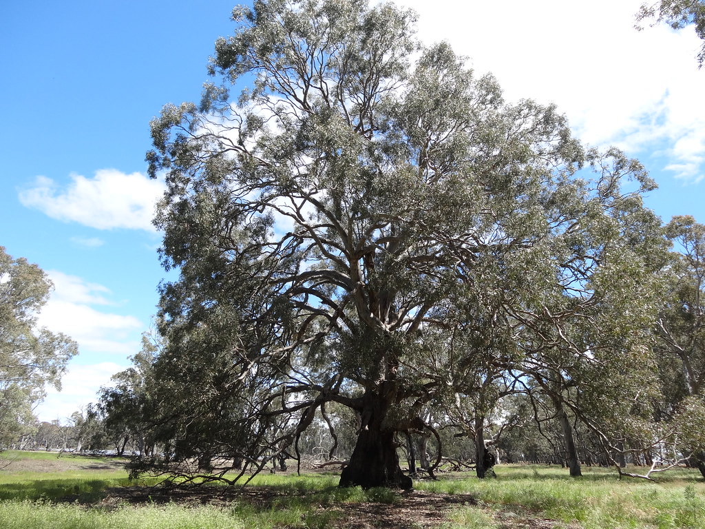 Mundulla. Massive blue gums near Poocher Swamp near Mundul… Flickr