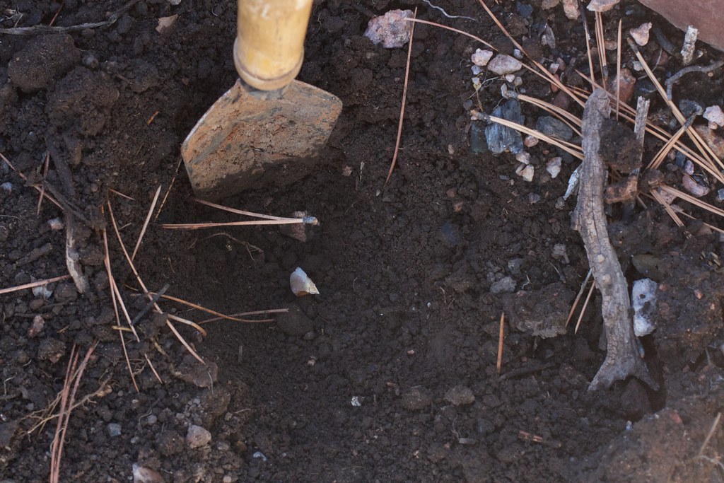 Garlic in the Hole Planting now for next summer. Alan Levine Flickr