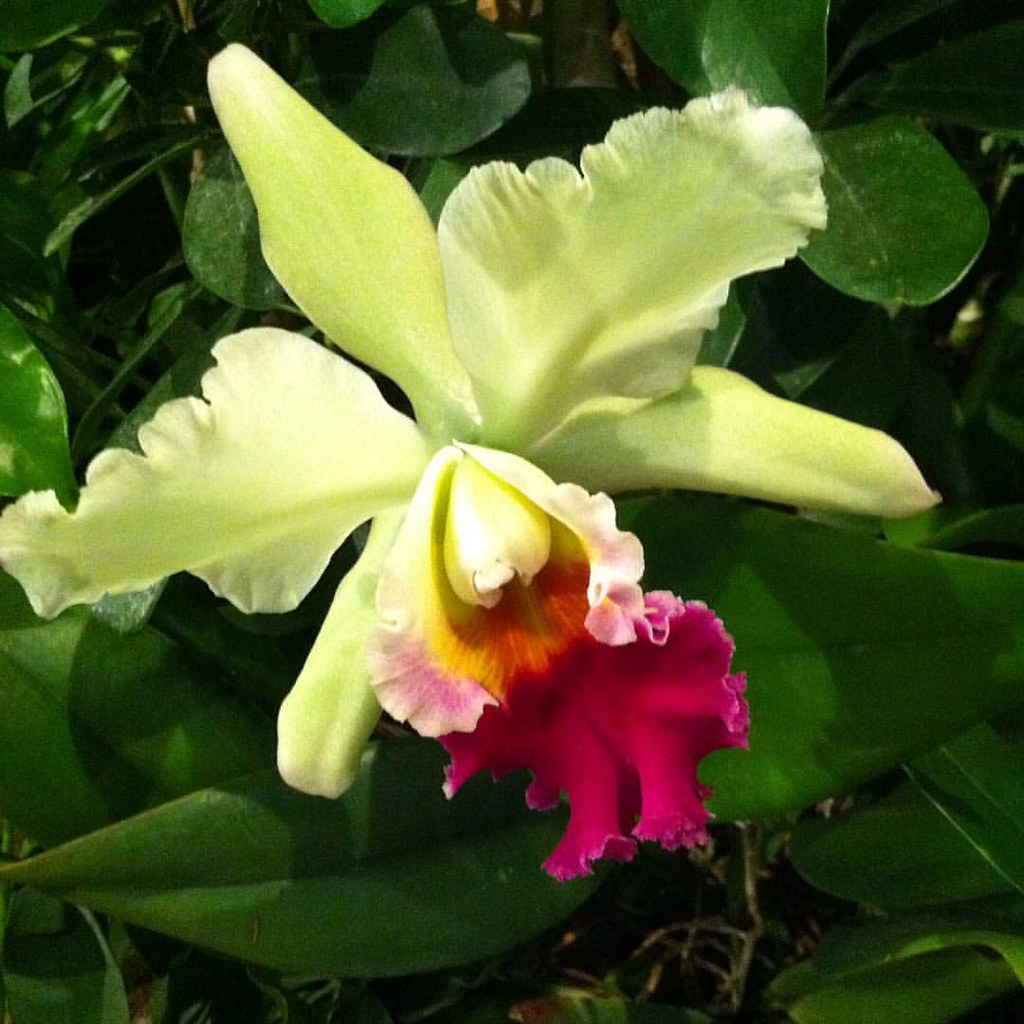 A green cattleya orchid. Cattleyas make great cor… Flickr