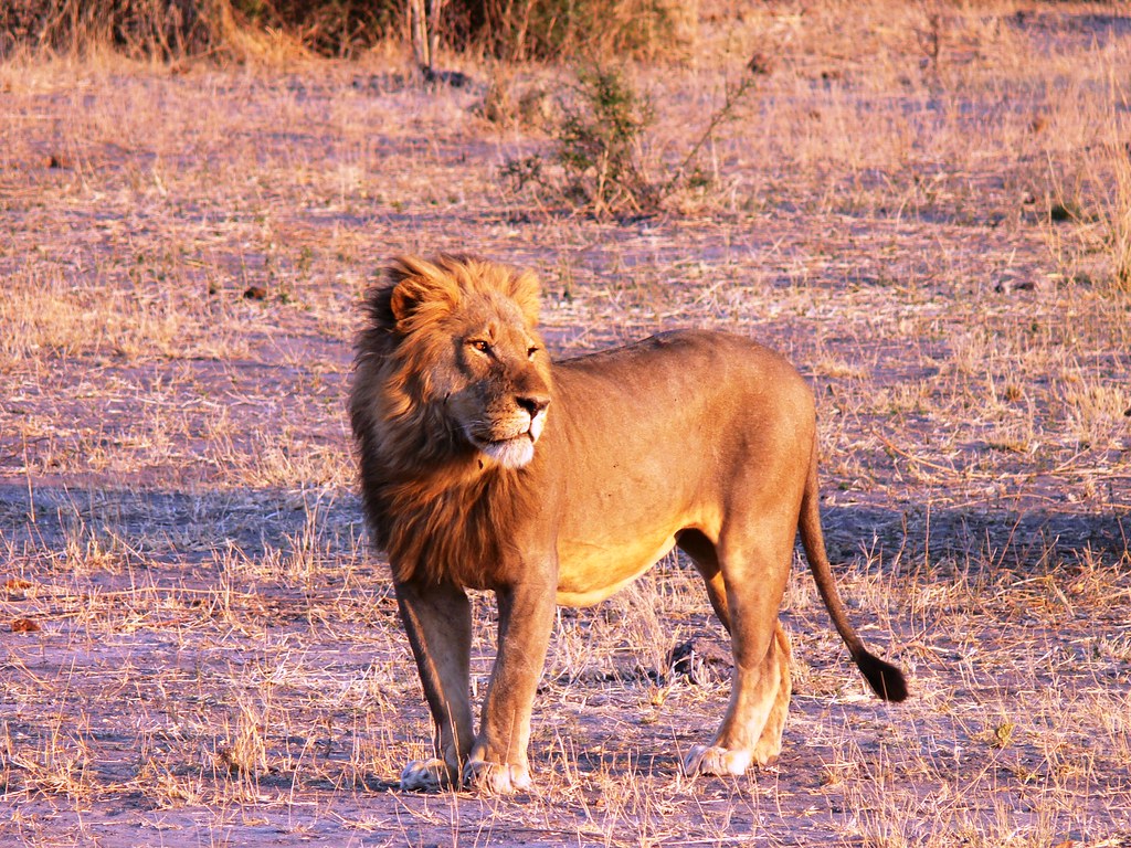 Lion at Sunset Kruger National Park, South Africa Flickr