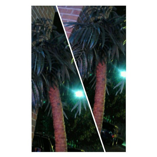 Why are fake palm trees on Warren Avenue??? notmiami Can'… Flickr